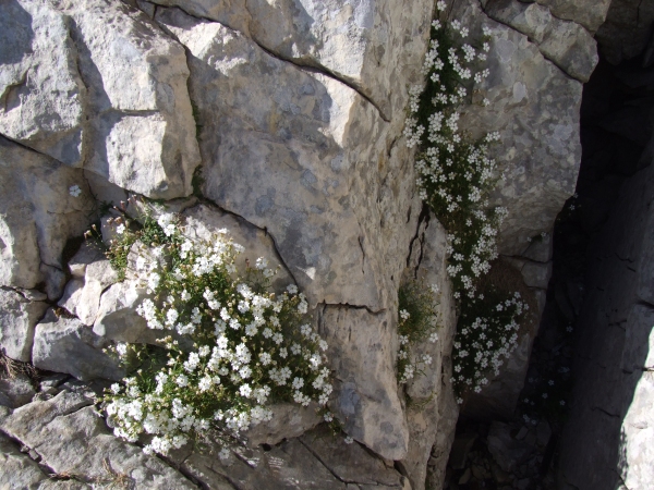Fioriture in quota